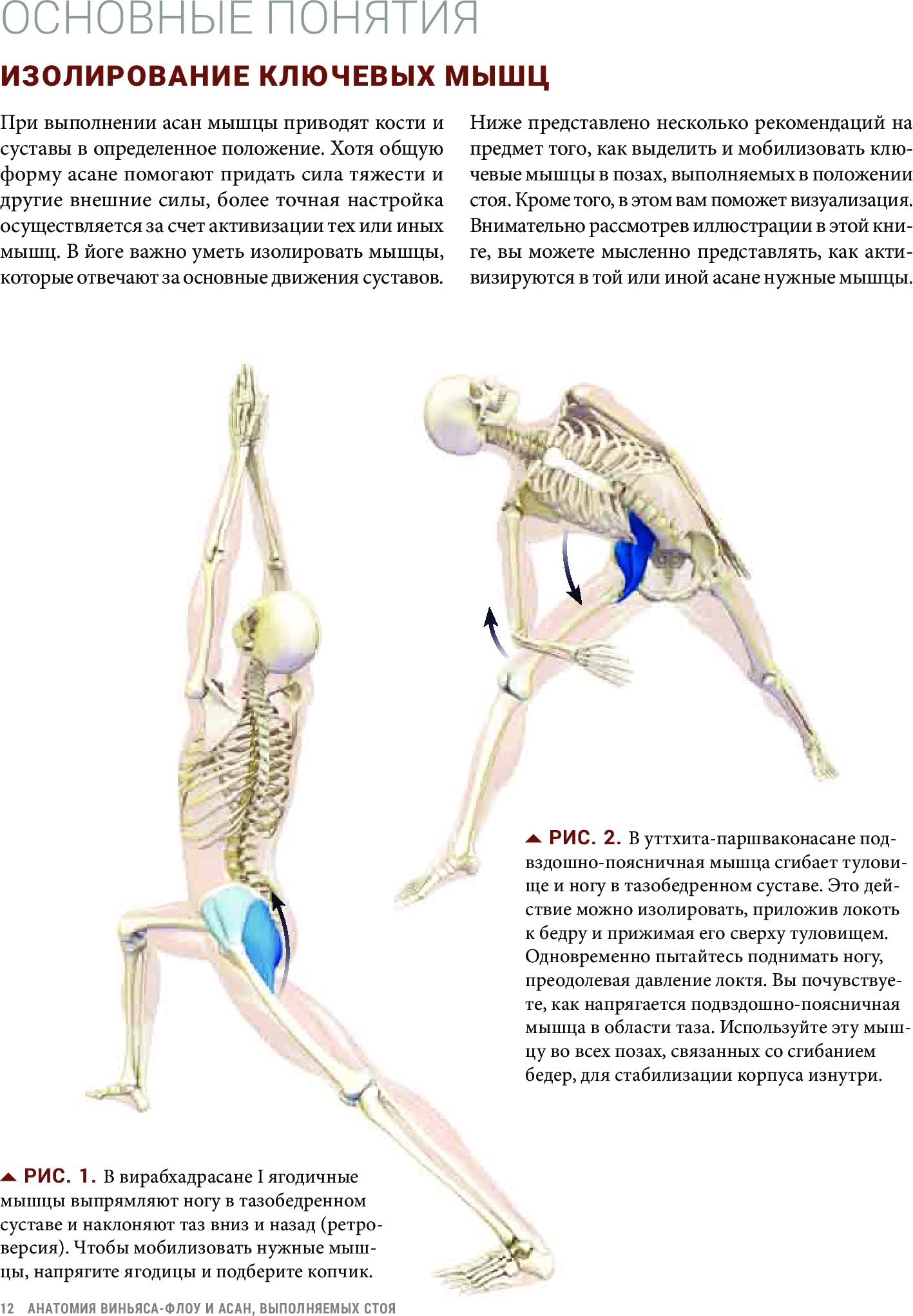 Анатомия виньяса-флоу и асан, выполняемых стоя