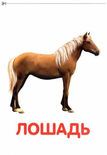 Книги «Карточки Домана на скрепке», набор, 8 шт.