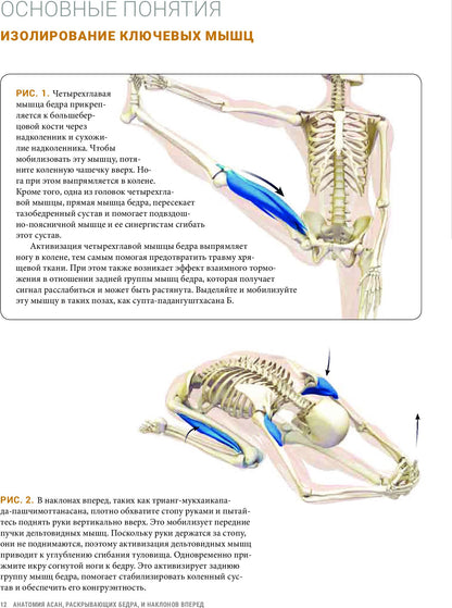 Анатомия асан, раскрывающих бедра, и наклонов вперед