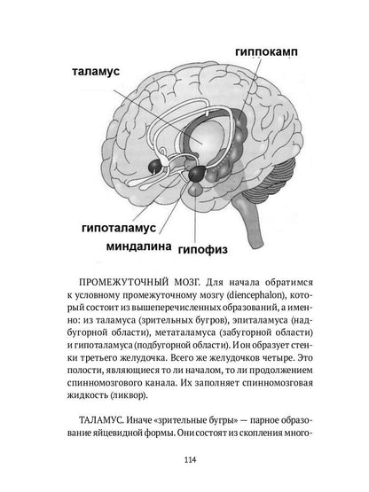 Человек многомерный. Трилогия и Триедином Человеке. В 3 кн. Кн. 2