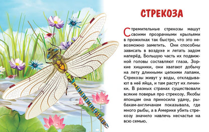 Карточки (европодвес). Насекомые ; Карточки (европодвес). Насекомые