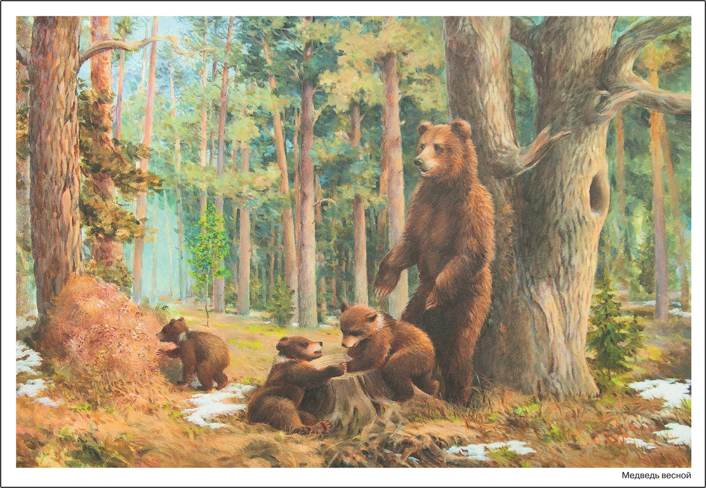 Наглядное пособие. Картины из жизни диких животных. 3-7 лет. ФГОС .