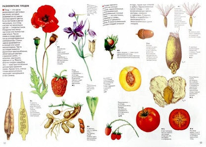 Бактерии, грибы, лишайники, растения : атлас (2-е, стереотипное)