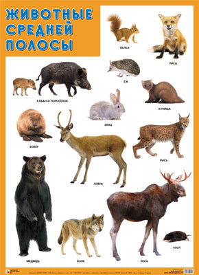 Развивающие плакаты. Les polos rouges