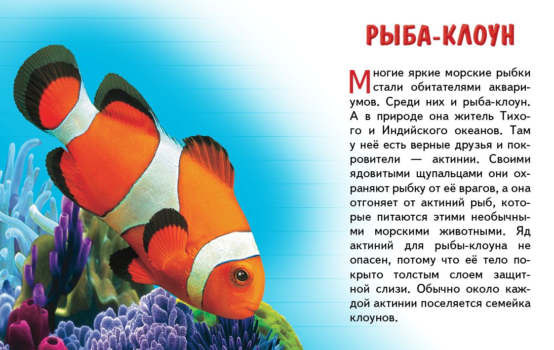 Cartes. Морские животные ; Cartes. Морские животные
