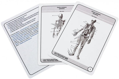 Анатомия человека: КАРТОЧКИ (47шт). Ostéologie. Structure anatomique russe et latine.