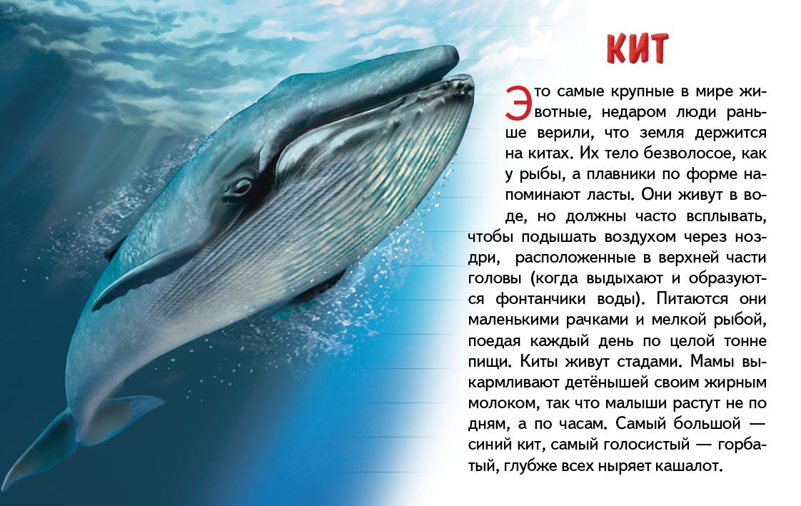 Карточки (европодвес). Морские животные ; Карточки (европодвес). Морские животные