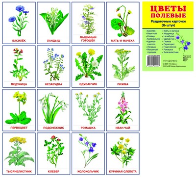 Cartes à raser "Цветы полевые" (63х87мм)