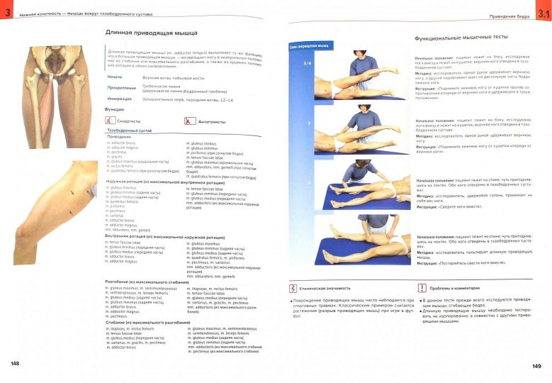 Мышцы. Анатомия. Движения. Тестирование. Под ред. Цыкунова М.Б.