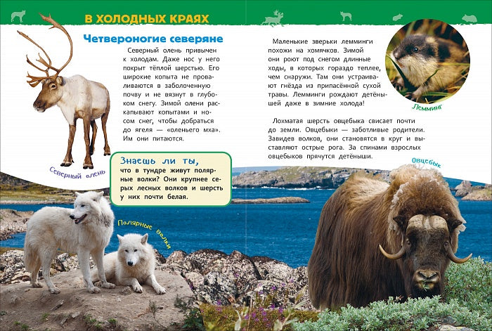 Животные России (Энциклопедия для детского сада)