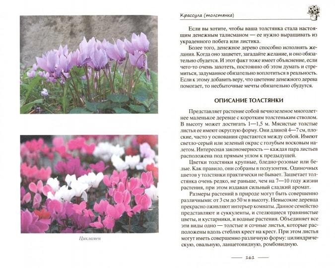 Лечебные комнатные растения. ТОП­20 лекарей с вашего подоконника