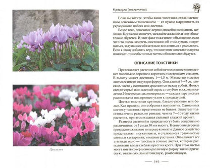 Лечебные комнатные растения. ТОП­20 лекарей с вашего подоконника