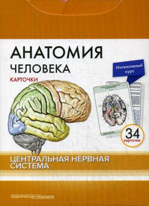 Анатомия человека: карточки. (34 шт). Центральная нервная система