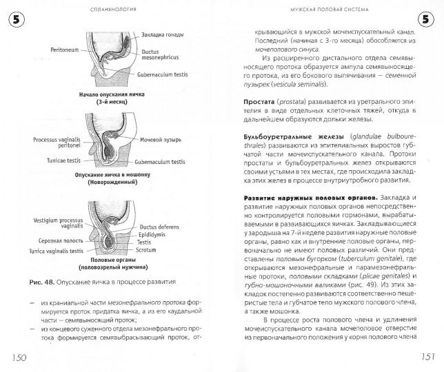 Спланхнология: Учебное пособие. Козлов В.И., Гурова О.А. и др