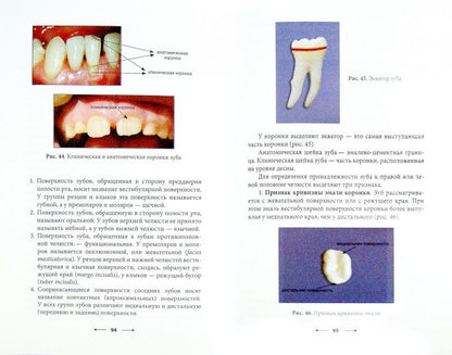 Стоматология:организац.стоматол.помощи и анатомия