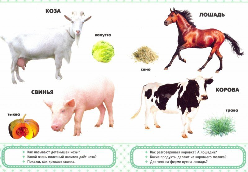КАРТОНКА 4 разворота. ДОМАШНИЕ ЛЮБИМЦЫ