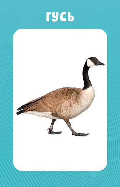 100 животных. Развивающие карточки для малышей. (50 карточек)