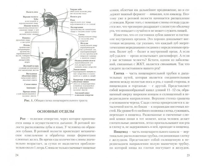 Желудочно-кишечный тракт. Функции, болезни и оздоровление