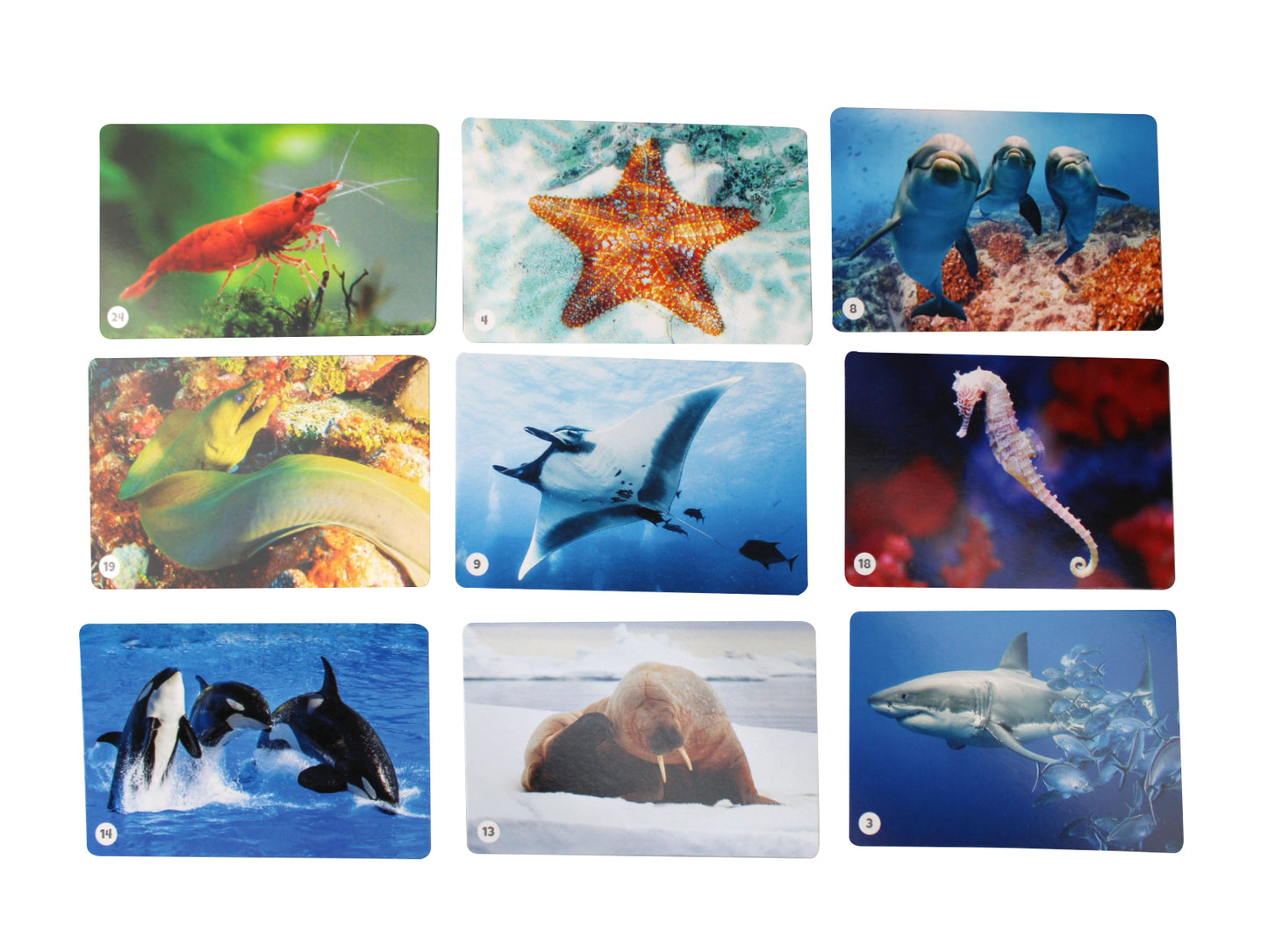 Jeu de société "Водный мир" (50 cartes)