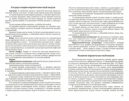 Функциональная анатомия ЛОР-органов