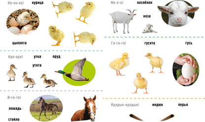 Mouais ! Les pitomes