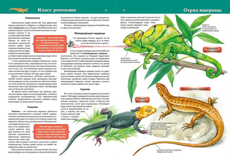 Детская энциклопедия. Животные (меловка)