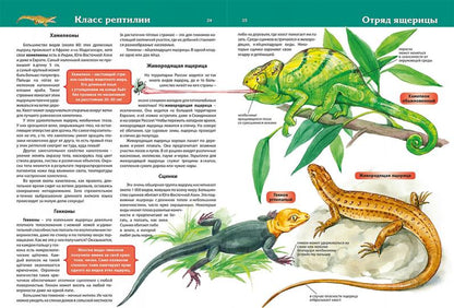 Детская энциклопедия. Животные (меловка)