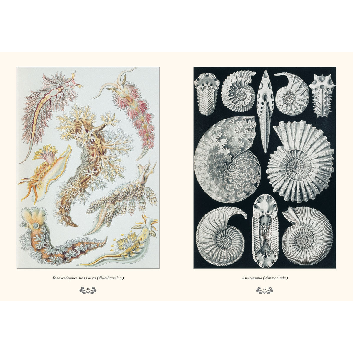 Красота форм в природе. иллюстрации Э. Геккель