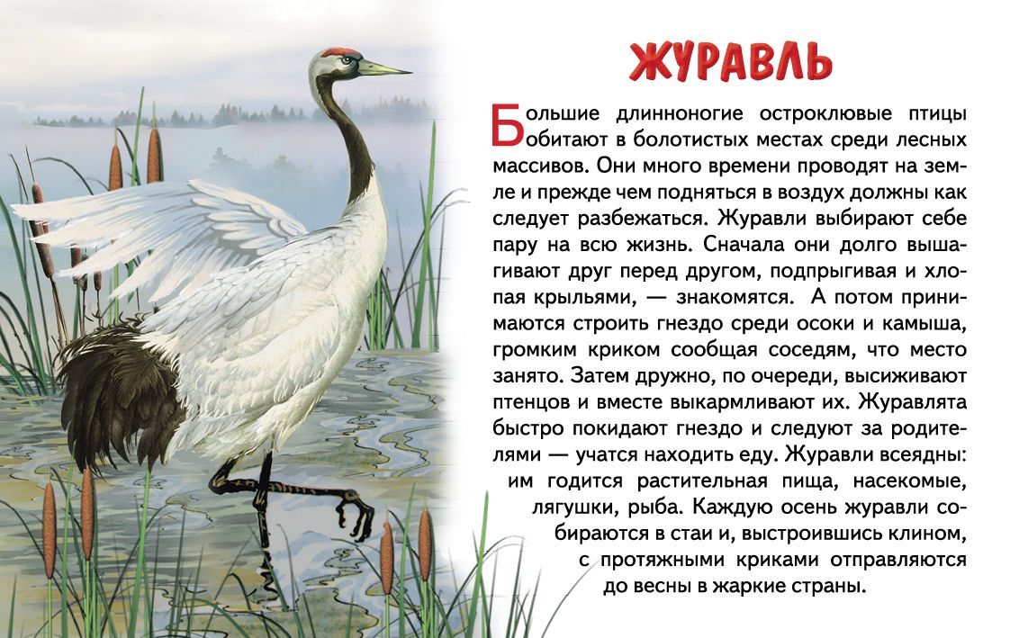 Cartes. Перелетные птицы России ; Cartes. Перелетные птицы России