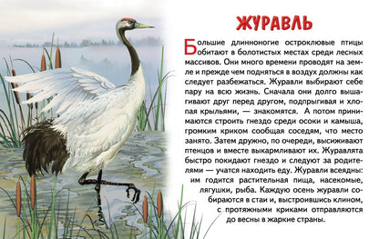 Cartes. Перелетные птицы России ; Cartes. Перелетные птицы России