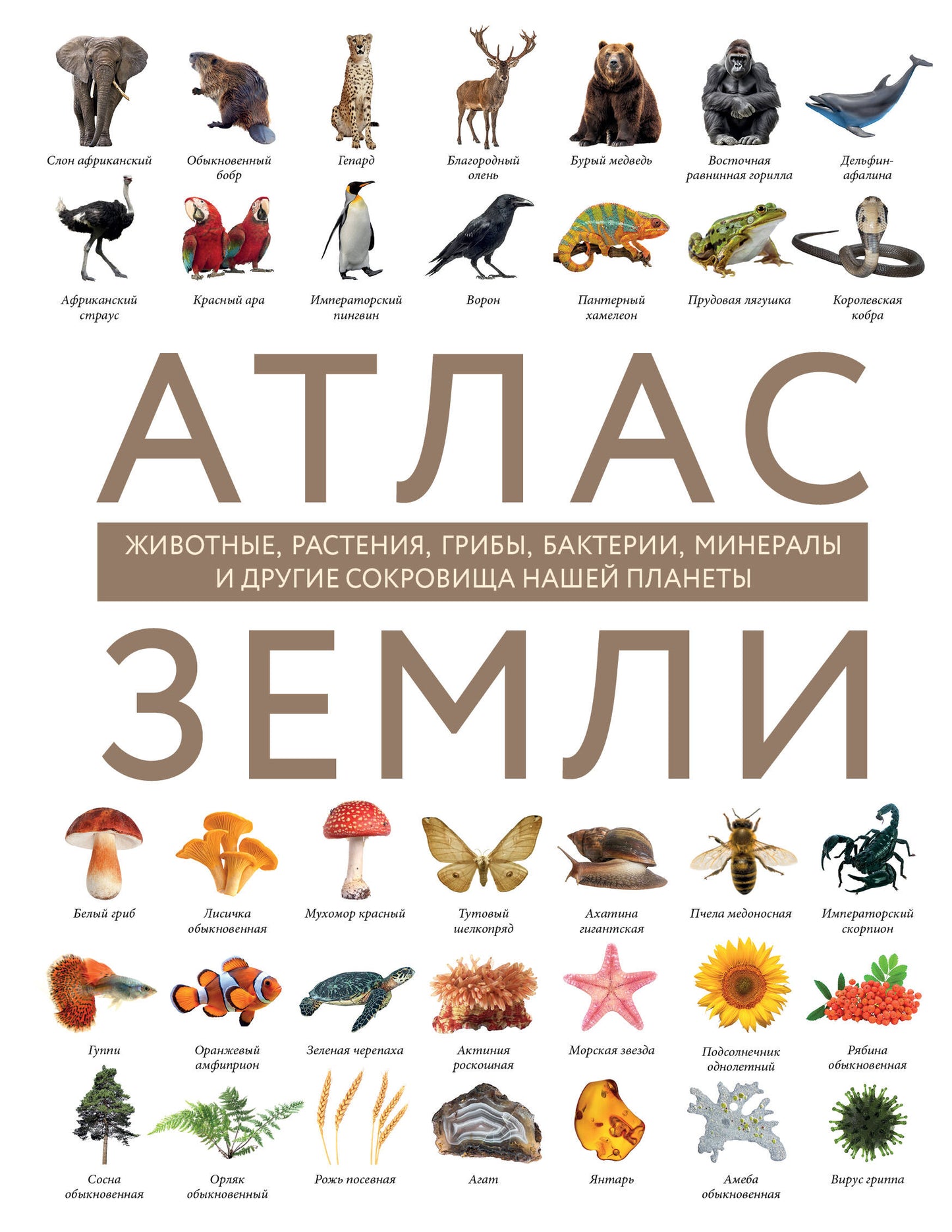 Atlas Zemlí. Animaux, aliments, plantes, bactéries, minéraux et médicaments sur notre planète