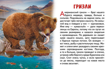 Карточки (европодвес). Животные Северной Америки ; Карточки (европодвес). Животные Северной Америки