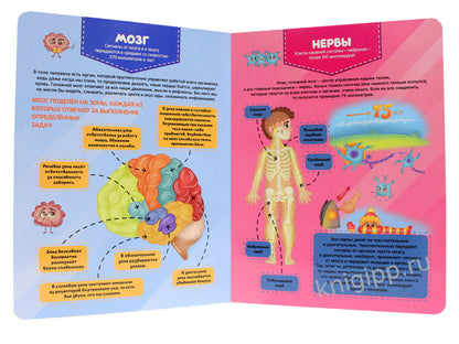 МАКСИ 235х310 7 разворотов книги на CARTONе. C'est un téléphone. Atlas national d'anatomie