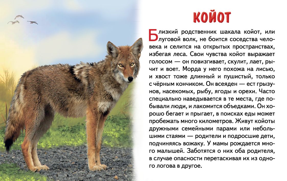 Cartes. Животные Северной Америки ; Cartes. Животные Северной Америки