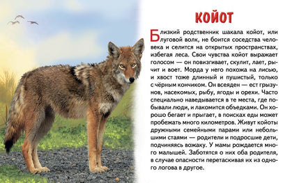 Cartes. Животные Северной Америки ; Cartes. Животные Северной Америки