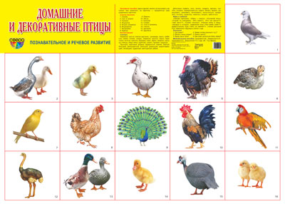 Плакат А2. Домашние  и декоративные птицы.