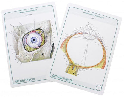 Анатомия человека: карточки. (47 шт). Спинномозговые нервы. Органы чувств