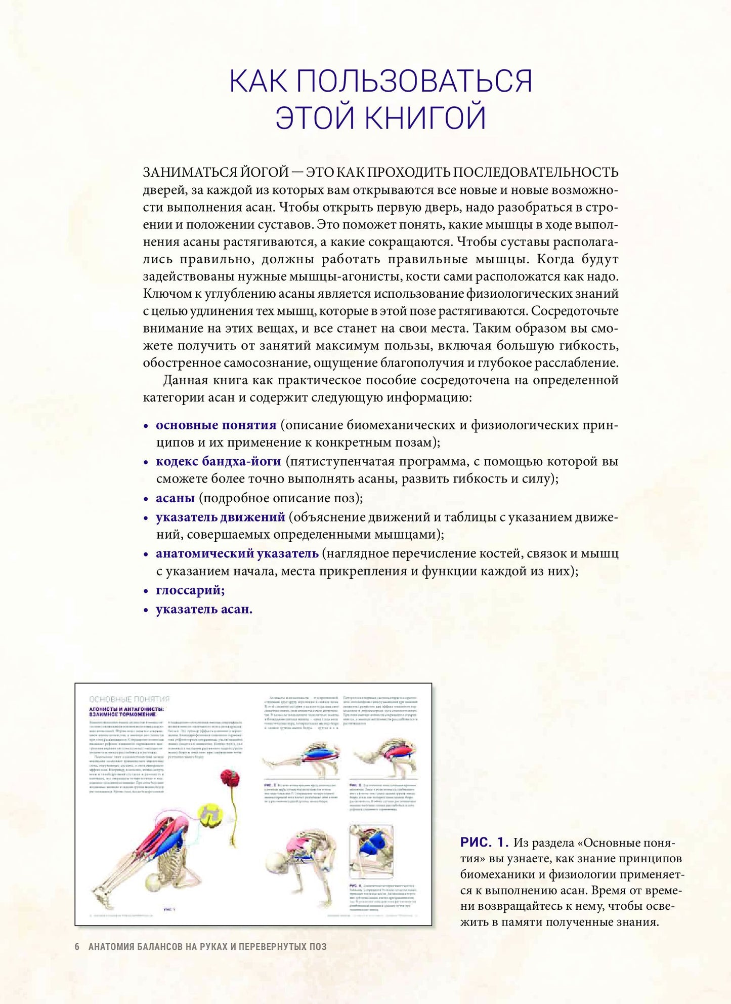 Анатомия балансов на руках и перевернутых поз