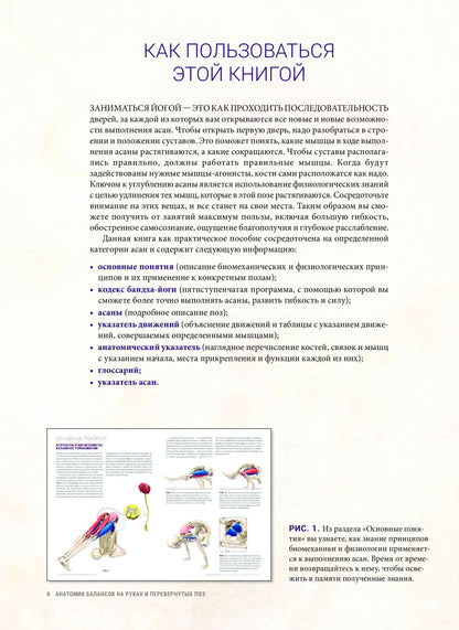 Анатомия балансов на руках и перевернутых поз
