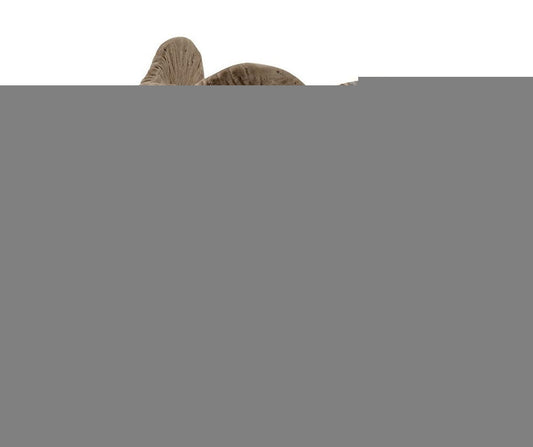 Schleich. Фигурка "Детеныш африканского слона" арт.14763