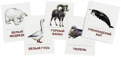 Раздат. Cartes "Животные холодных шир" (63х87мм)