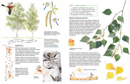 Sofi в мире деревьев
