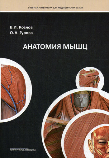 Анатомия мышц. Рекомендовано Координационным советом