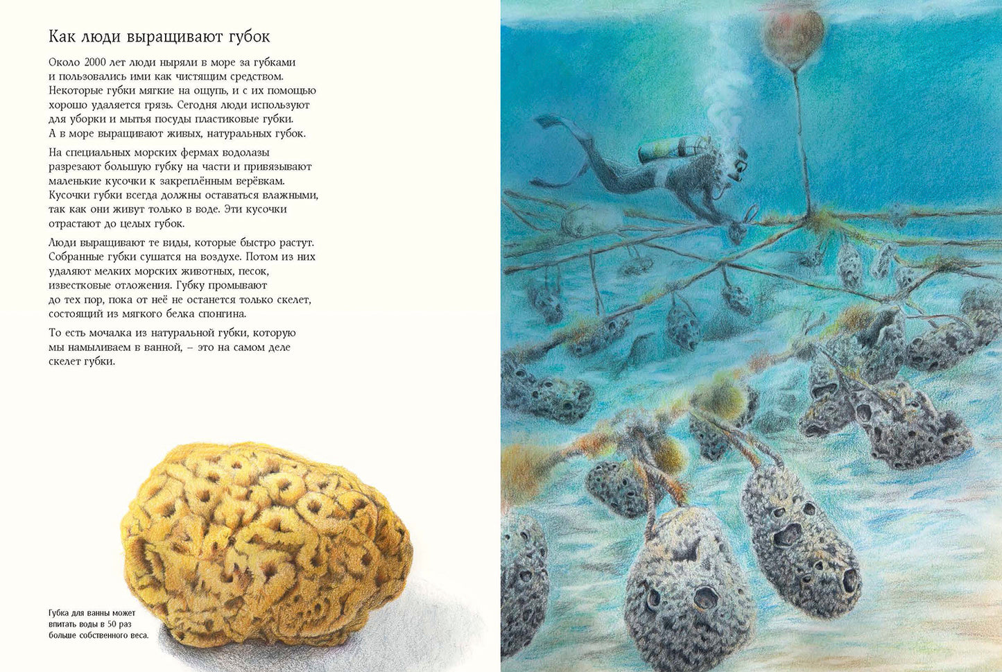 Чудо природы. История морской губки (НОВИНКА)