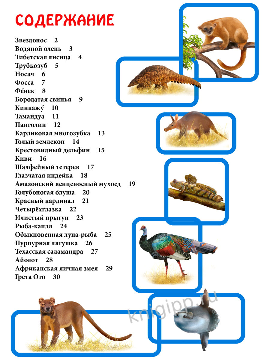 ЭНЦИКЛОПЕДИЯ. В МИРЕ ЗНАНИЙ. НЕОБЫЧНЫЕ ЖИВОТНЫЕ