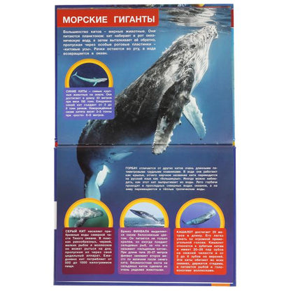 "УМКА". ПОДВОДНЫЙ МИР. ЭНЦИКЛОПЕДИЯ А4 С РАЗВИВАЮЩИМИ ЗАДАНИЯМИ. 197Х255ММ, 48 СТР. в кор15шт