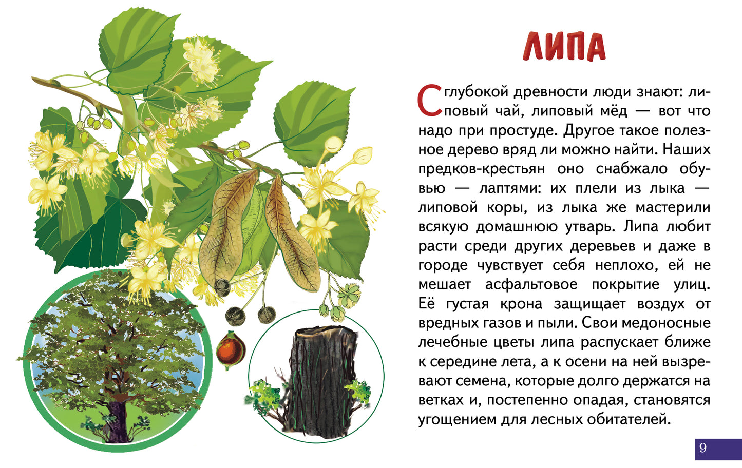 Cartes (европодвес). Деревья; Cartes (европодвес). Деревья