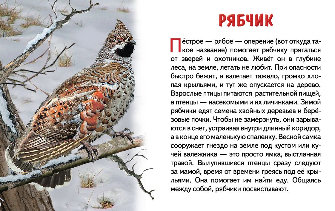 Cartes. Зимующие птицы России ; Cartes. Зимующие птицы России
