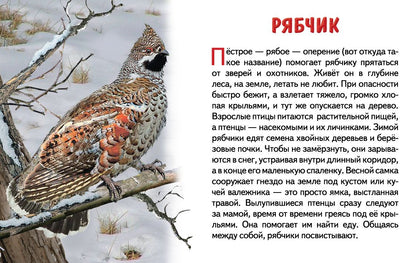 Cartes. Зимующие птицы России ; Cartes. Зимующие птицы России
