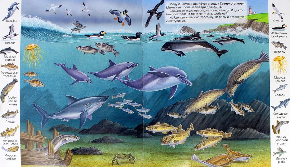 Серия "Первые книги малыша".Животные и растения морей и океанов(картон)